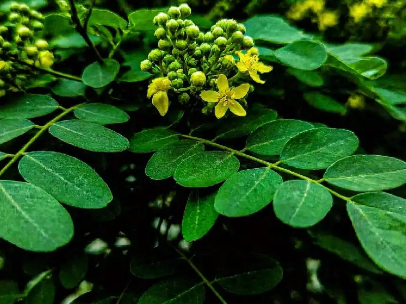 घर में ही मिलने वाली इन 3 चीजों को सरसों के तेल में मिलाकर लगाने से बाल होंगे एकदम काले Curry Leaf