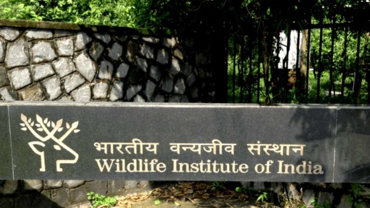 Wildlife Institute of India Vacancy