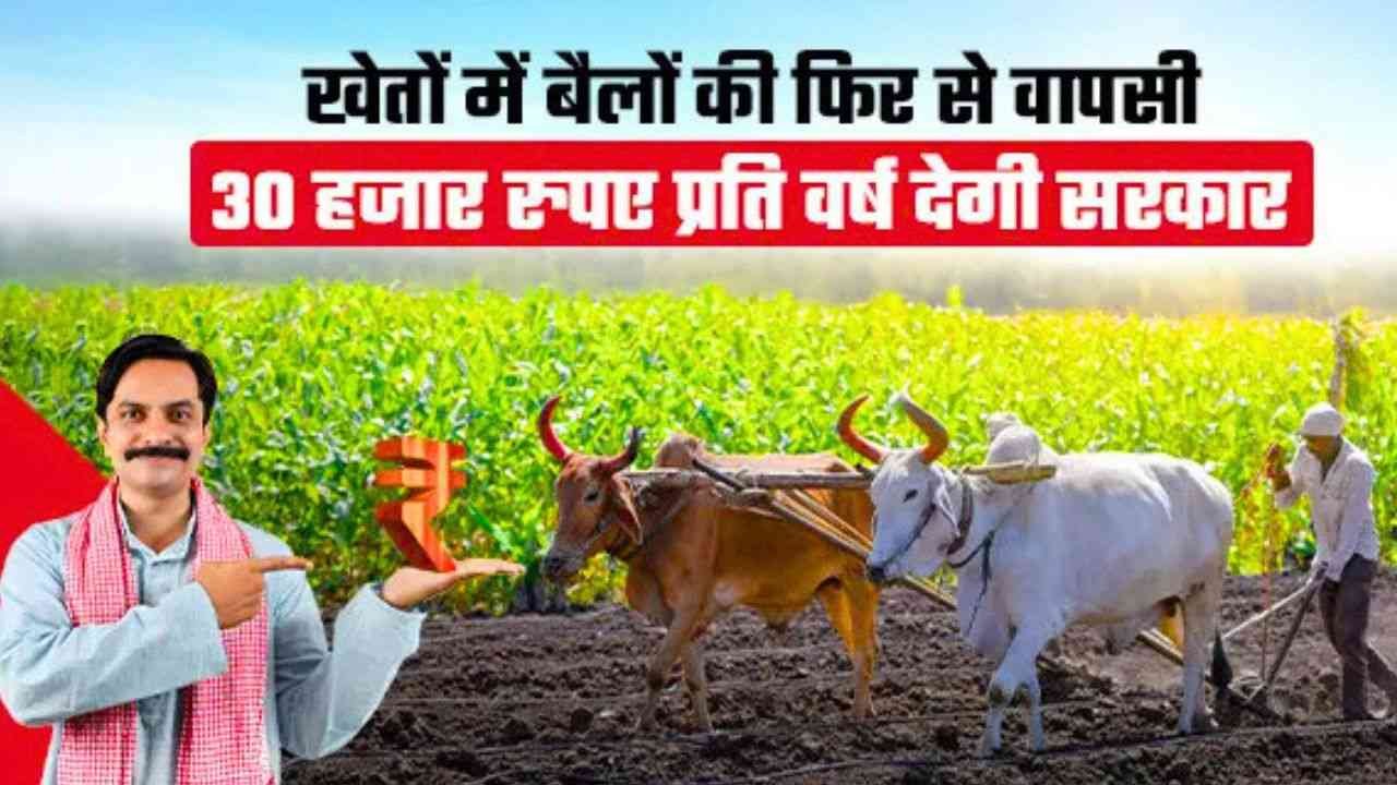 बैल खेती को नया जीवन
